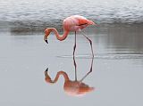 Galapagos 4-1-04 Floreana Punta Cormorant Flamingo Close Up